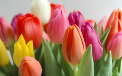 Tulipán, Tulipa