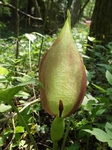 Árón, Arum