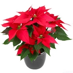 Vánoční hvězda, Euphorbia pulcherrima