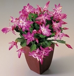 Vánoční kaktus, Schlumbergera