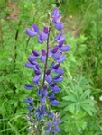 Vlčí bob mnoholistý, Lupina mnoholistá, Lupinus polyphyllus