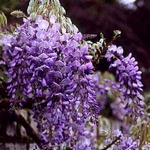 Wistérie, Wistárie, Vistárie, modrý déšť, Wisteria