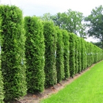 Zerav, túje, Thuja
