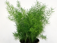 Asparágus, chřest, Asparagus