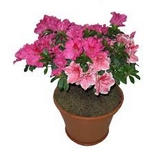 Azalka, rododendron, pěnišník, Rhododendron