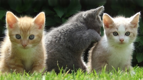 Veterinrn poradna: Nakryt vce kocoury