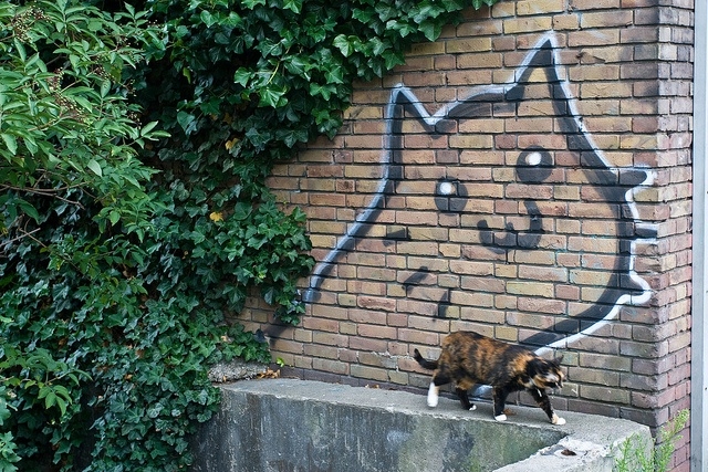 Koi graffiti 3