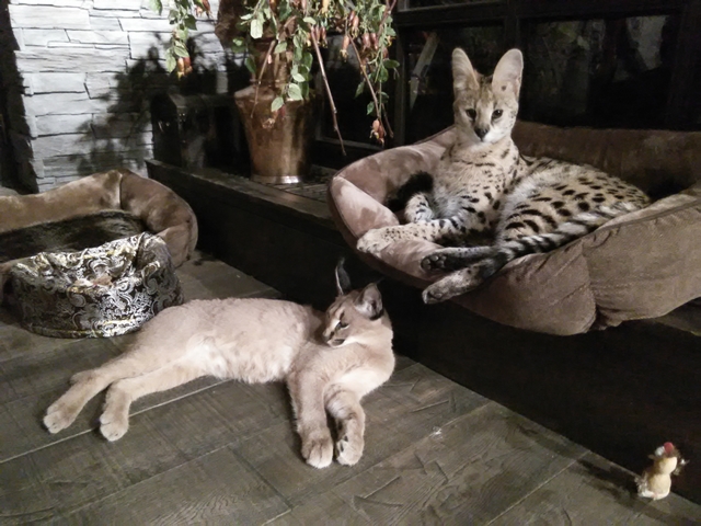 Karakal Gigi a serval Mateo