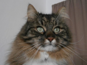 Míša (6)