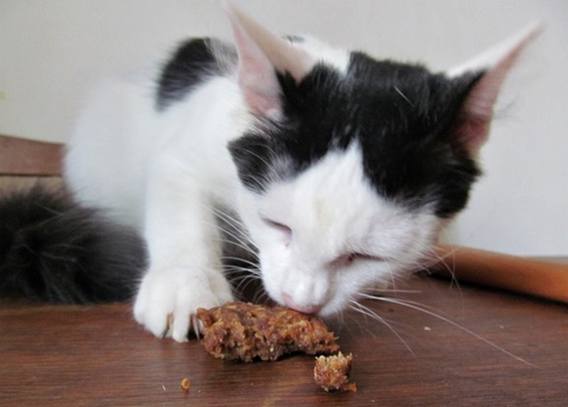 Vaříme pro kočky: recept na hovězí mrkvánky - Ochutnávka