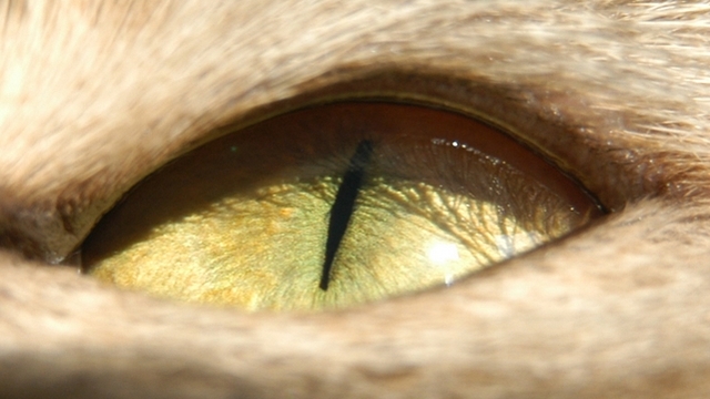 Veterinární poradna: Zastřené oko u ragdollky a změna jeho barvy