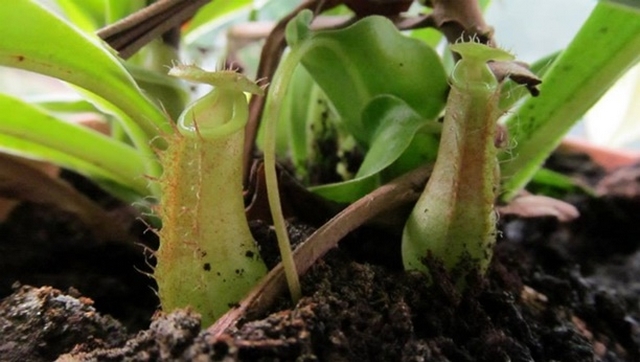 HaniK a smeka: Moje mil Nepenthes Honza