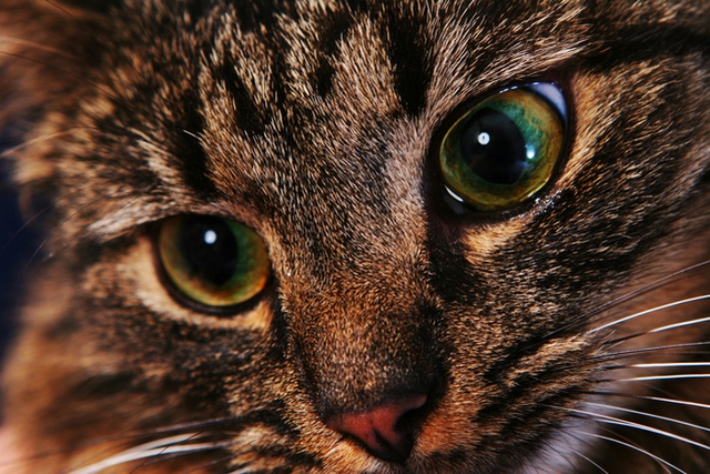 Koka / Cat