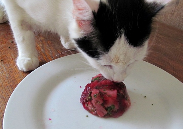Vaříme pro kočky: recept na hovězí mozaiku - Flekouš ochutnává