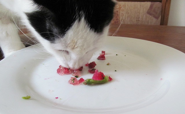 Vaříme pro kočky: recept na hovězí mozaiku - dojíždění zeleniny