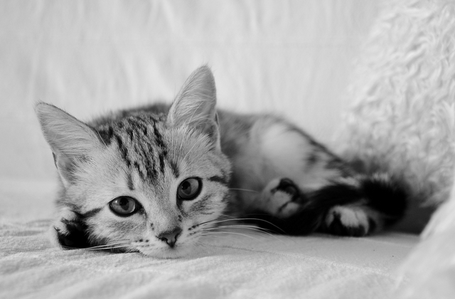 Athéna Gloriosa CZ, evropská kočka stříbřitá černě mramorovaná / European cat