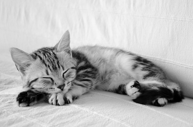 Athéna Gloriosa CZ, evropská kočka stříbřitá černě mramorovaná / European cat