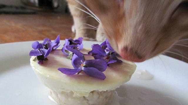 Vaříme pro kočky: Recept na Plamínkův narozeninový dortík