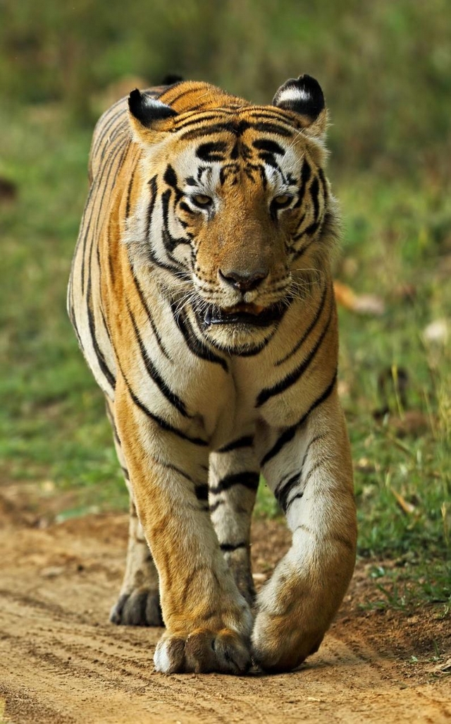 Tygr benglsk Munna / Munna the bengal tiger