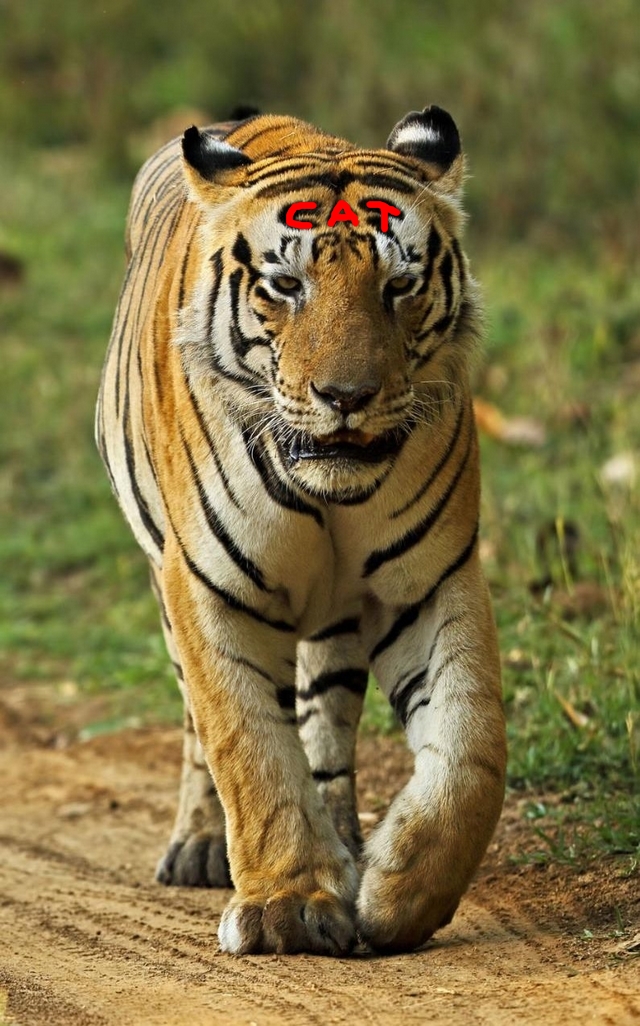 Tygr benglsk Munna / Munna the bengal tiger