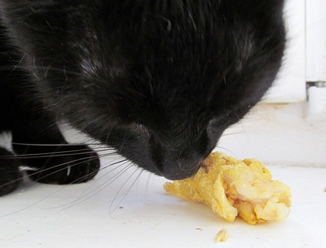 Vaříme pro kočky: recept na rybí palce - Sazinka miluje ryby