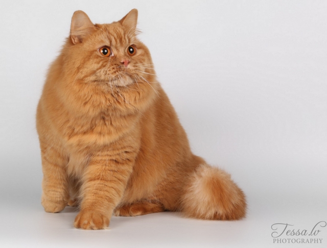 Britská dlouhosrstá kočka / British Longhair Cat