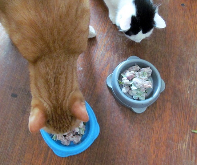 Vaříme pro kočky: recept na pampeliškový salát - nejjednodušší způsob...