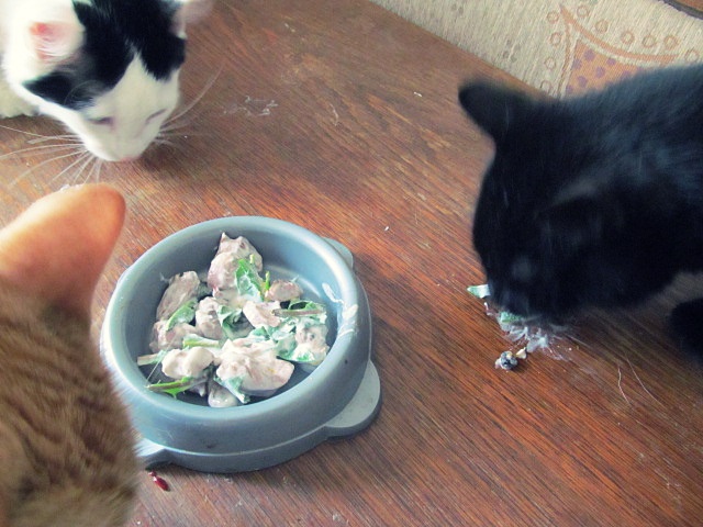 Vaříme pro kočky: recept na pampeliškový salát - ... jak dostat do bytových koček něco zeleného