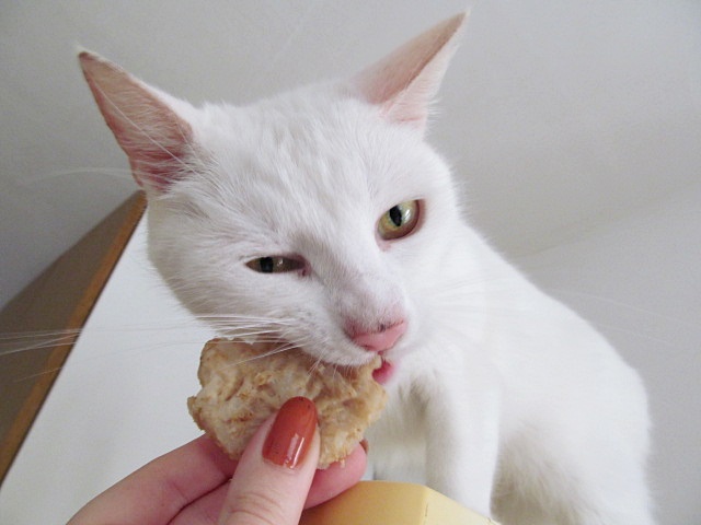 Vaříme pro kočky: recept na kuřecí sušenky - sušenky mají rádi všichni