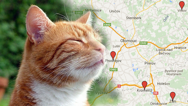Kastrace koček - přispět vám někde může i město