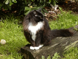 Kočka / Cat