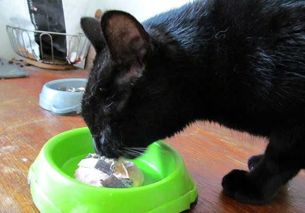 Vaříme pro kočky: recept na lososovou pěnu - Sazinka má zelenou