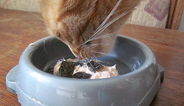 Vaříme pro kočky: recept na lososovou pěnu - A Pláma si vyměnil misku s Flekoušem