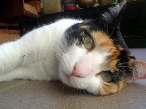 Kočka / Cat