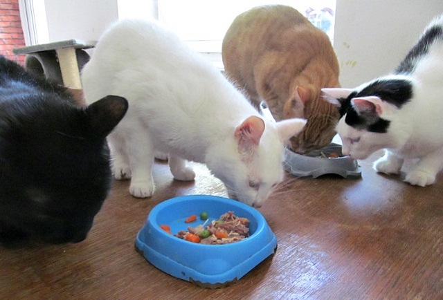 Vaříme pro kočky: domácí masová sklenice