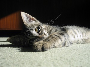 Kočka / Cat