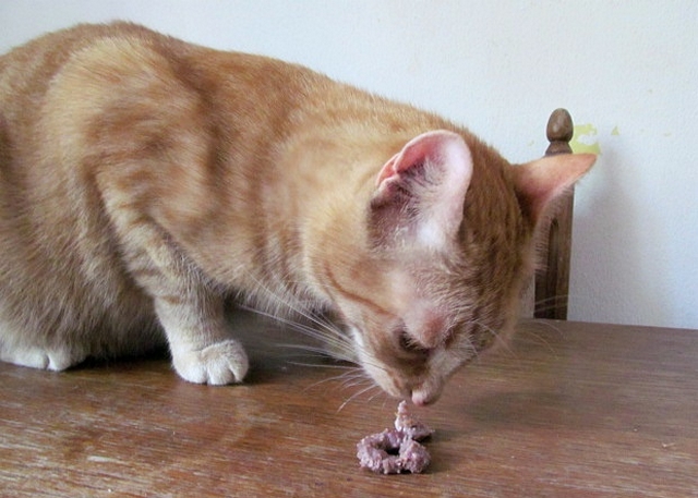 Vaříme pro kočky: malinové cukroví