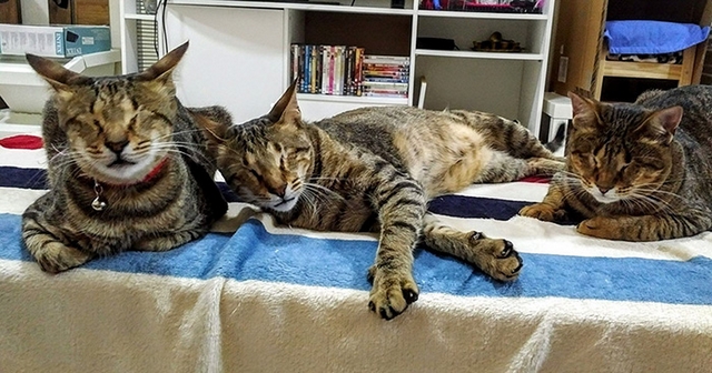 Ti slep koky