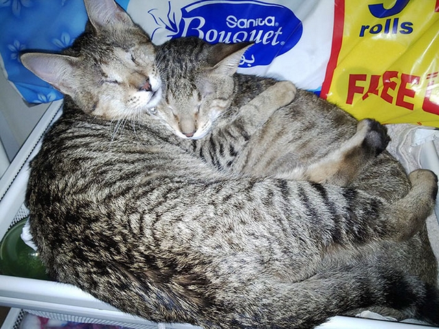 Ti slep koky