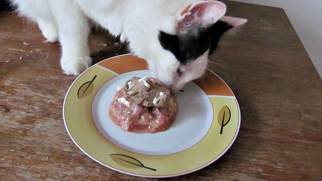 Vaříme pro kočky: Cupcakes pro kočičí gurmány