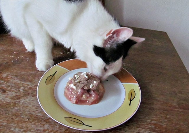Vaříme pro kočky: cupcakes pro kočičí gurmány