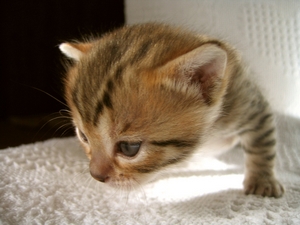 Kotě / Kitten