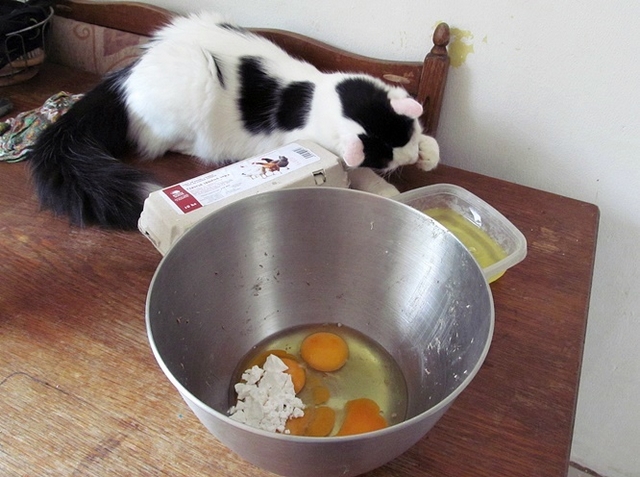 Vaříme pro kočky: borůvkový fondant
