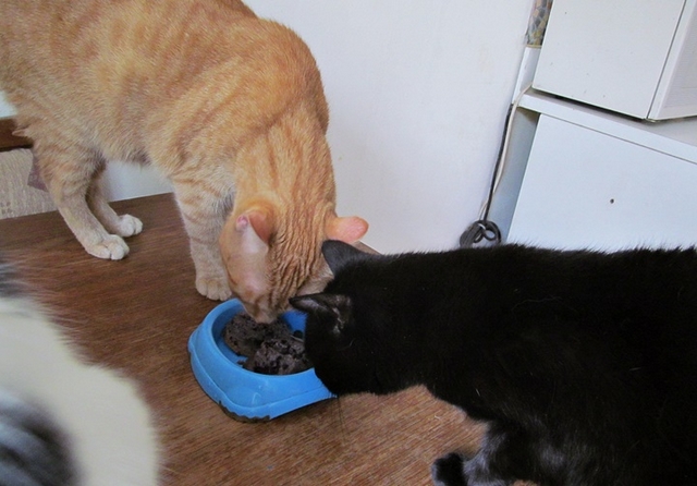 Vaříme pro kočky: borůvkový fondant