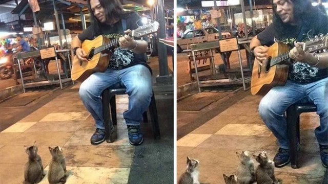 Čtyři koťátka zlepšila zpěvákovi den