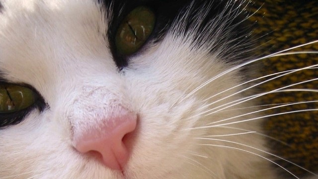Veterinární poradna: Zvracení u kočky