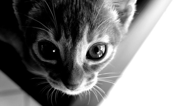 Veterinární poradna: Jak odblešit malé kotě?
