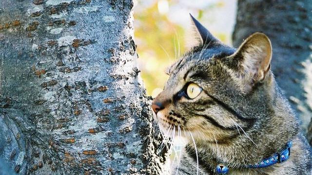 Veterinrn poradna: Zvraceni koky