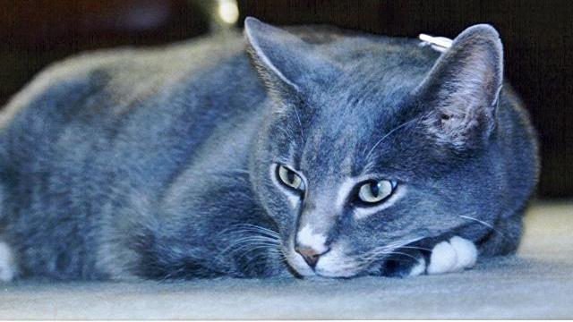 Veterinární poradna: Melatoninový implantát - antikoncepce u koček