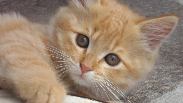Veterinární poradna: Čůrání kočky do postele